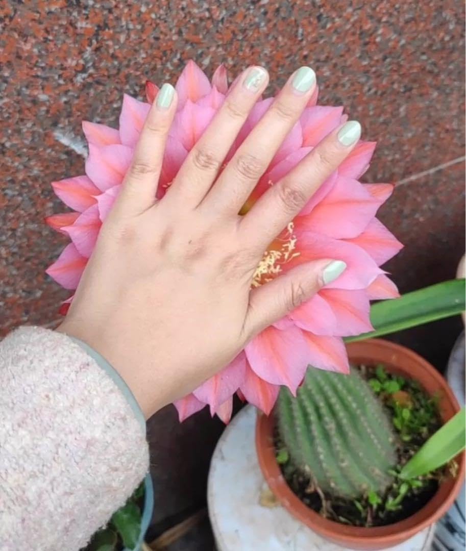 Amazon.co.jp: 4000件達成感謝花サボテン UFO極大輪品種 根付き抜き苗6